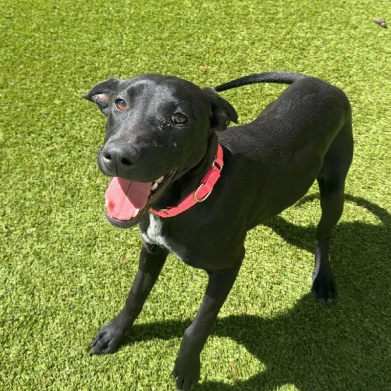 A young medium-sized female Black Labrador Retriever dog named Darcy for adoption in LOXAHATCHEE, FL