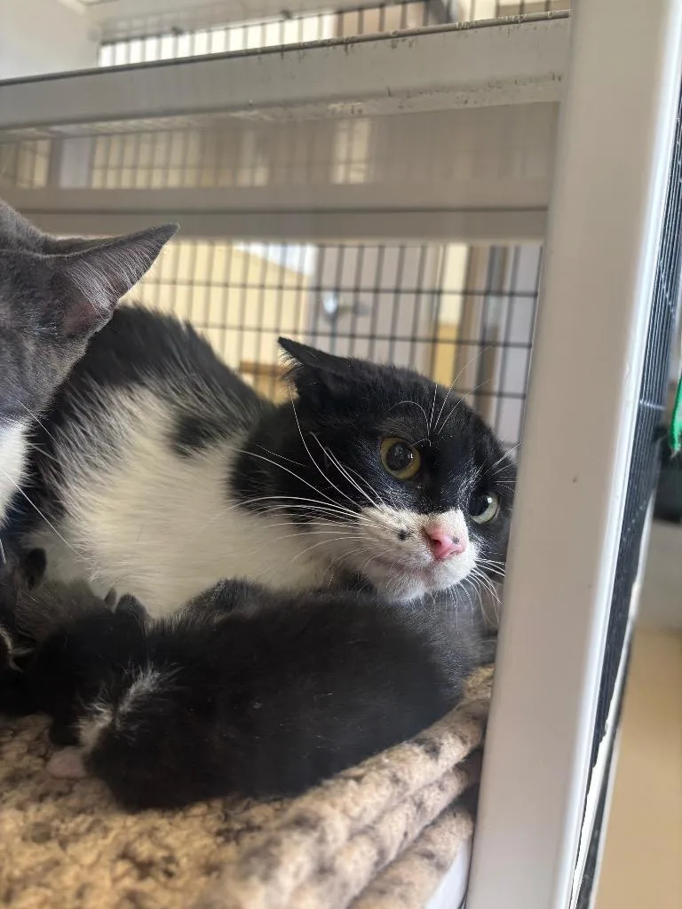 A young large-sized female Domestic Medium Hair cat named Sketch for adoption in Green River, WY