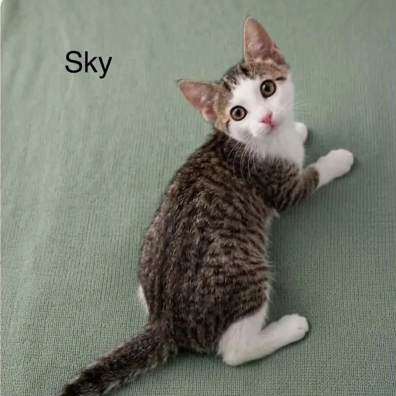 Sky thumbnail 2