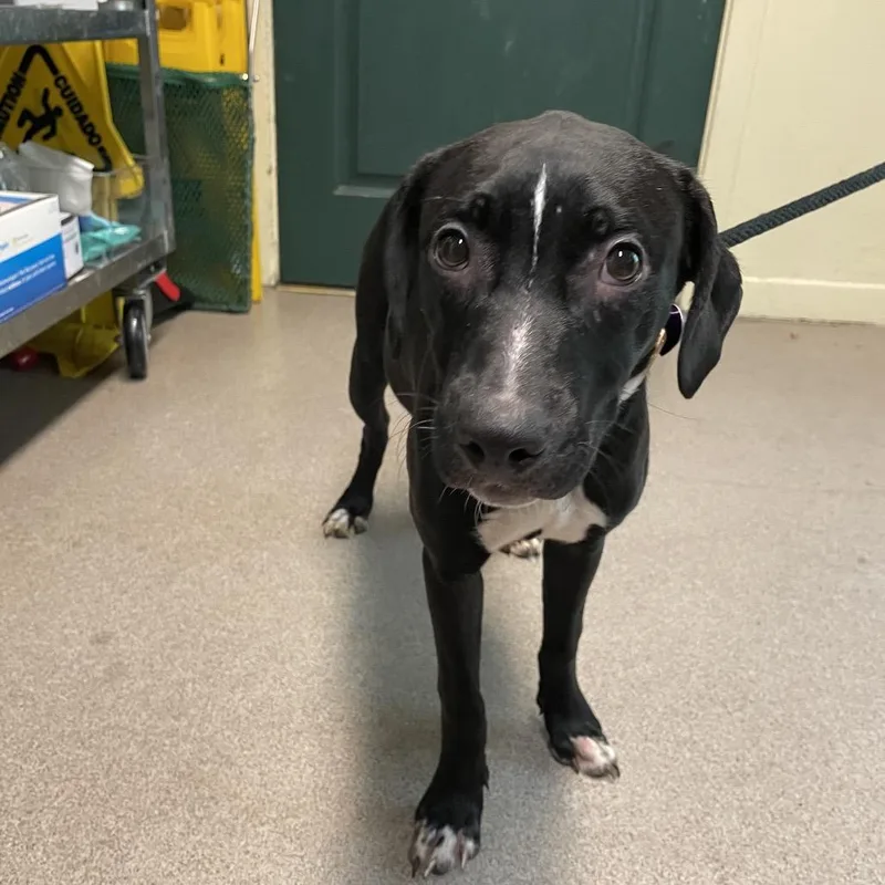 A baby medium-sized female Black Labrador Retriever dog named Queenie for adoption in Pasadena, CA
