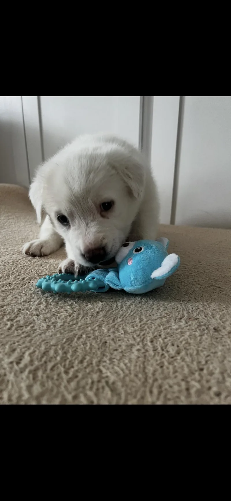 A baby large-sized female Great Pyrenees dog named Lacey Htx for adoption in Quinlan, TX