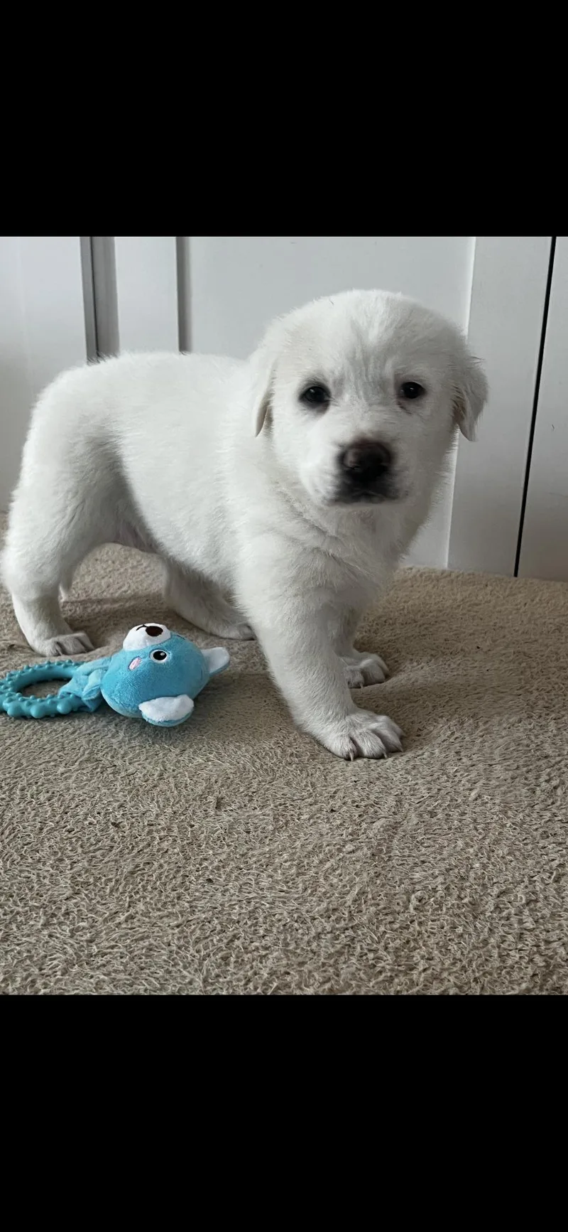 Lacey Htx thumbnail 2