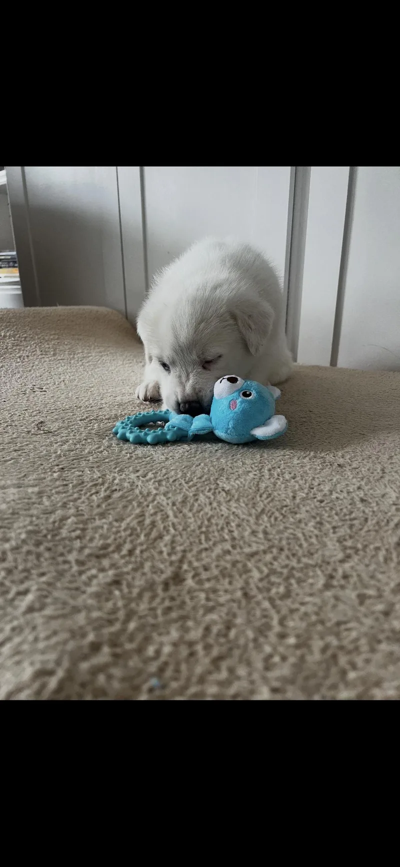 Lacey Htx thumbnail 3