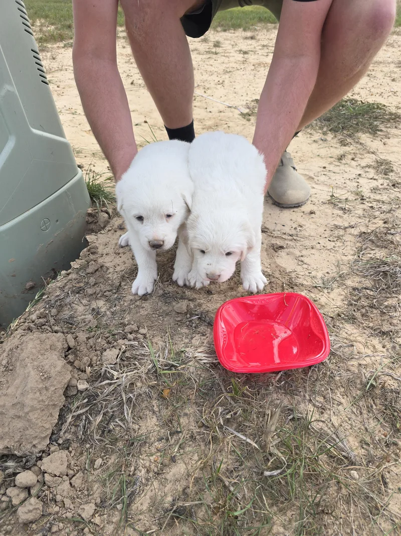 Lacey Htx thumbnail 4