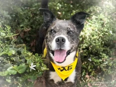 An adult large-sized female Boxer dog named Lucy for adoption in San Pedro, CA
