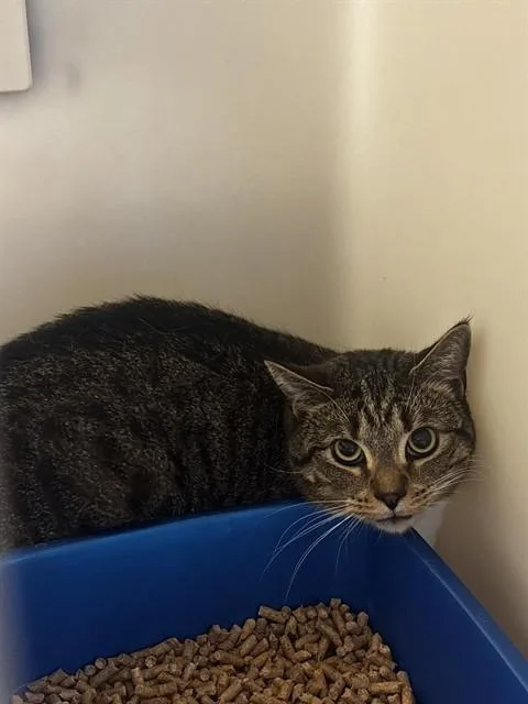 An adult medium-sized male Domestic Short Hair cat named Siracha for adoption in Statesville, NC