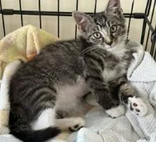A baby small-sized male Domestic Short Hair cat named Dash for adoption in Westminster, MD