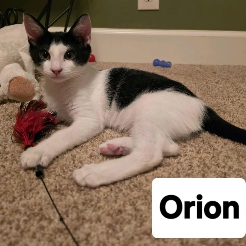 A baby medium-sized male Black & White / Tuxedo Domestic Short Hair cat named Orion...a Polite Little Gentleman for adoption in Murfreesboro, TN
