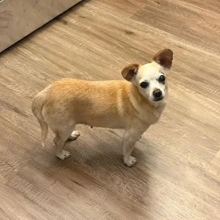 A senior small-sized female Yellow / Tan / Blond / Fawn Chihuahua dog named Deee Lite for adoption in San Francisco, CA