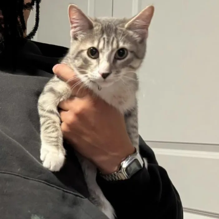 A young medium-sized male Black & White / Tuxedo Tuxedo cat named Mitchie for adoption in HANSON, MA