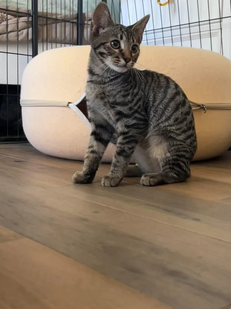 A baby medium-sized male Tabby cat named Bruce for adoption in Orange, CA