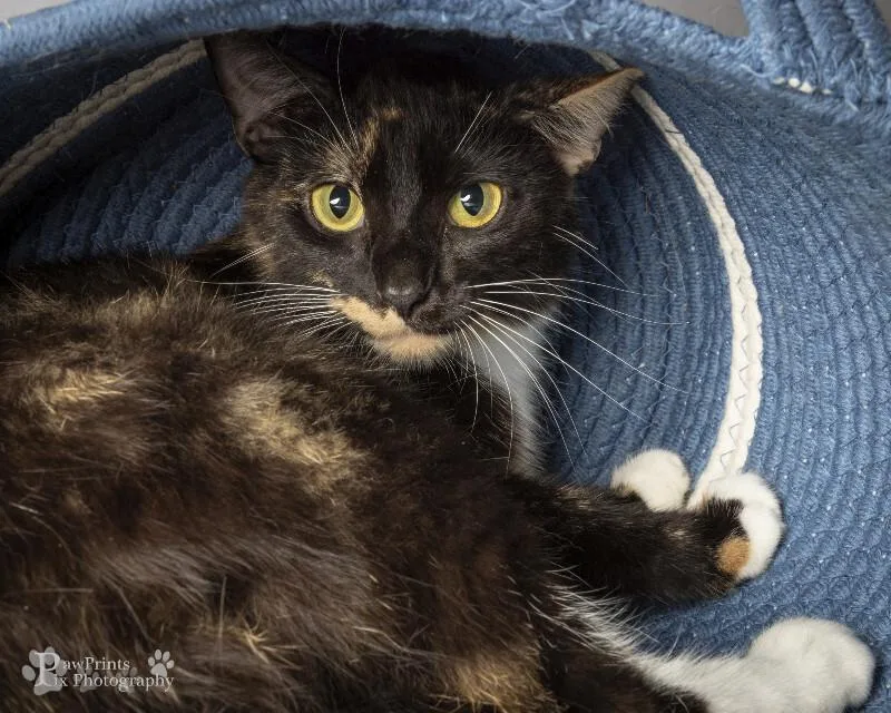 An adult medium-sized female Calico Domestic Short Hair cat named Amber for adoption in Maryville, TN