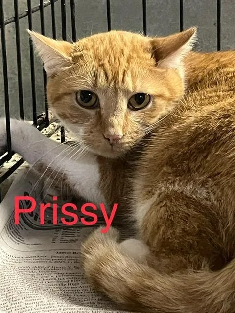 Mistress thumbnail 2