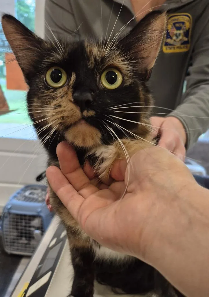 A baby medium-sized female Domestic Short Hair cat named Noel for adoption in Windsor, CT