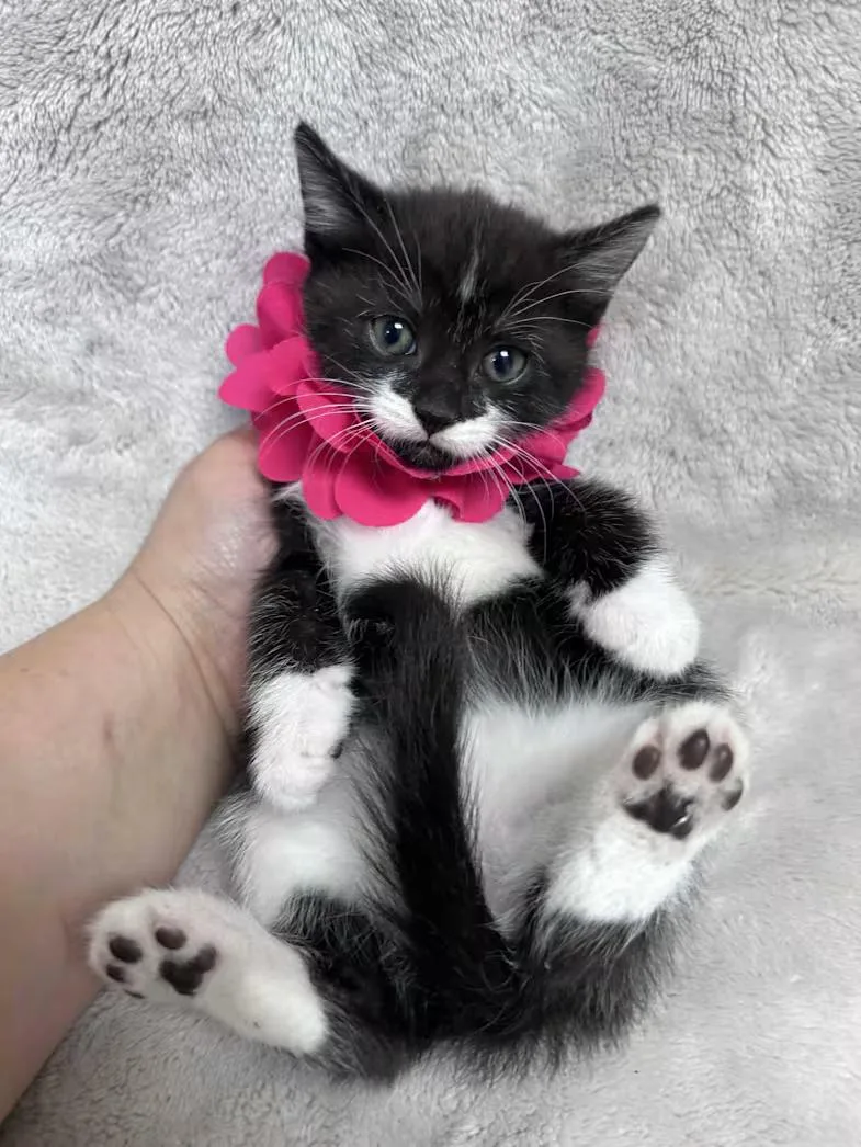 A baby medium-sized female Black & White / Tuxedo Domestic Short Hair cat named Motley for adoption in Greensboro, NC