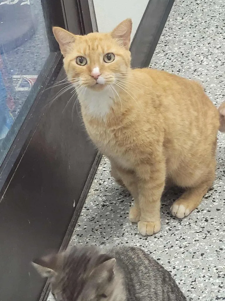 A senior medium-sized male Domestic Short Hair cat named Tiger for adoption in Republic, MO