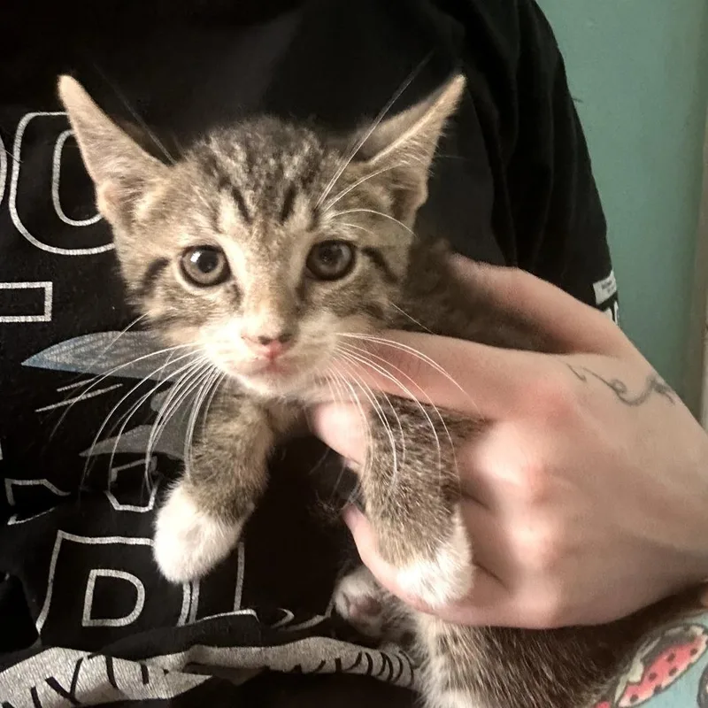 A baby small-sized male Brown / Chocolate Domestic Short Hair cat named Puffball for adoption in Monroe, MI