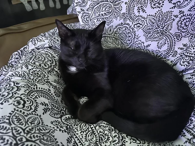 A young medium-sized female Black Domestic Short Hair cat named Charlie for adoption in Richardson, TX