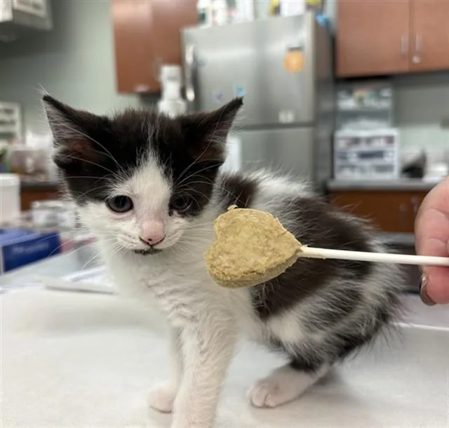 A baby small-sized female Domestic Medium Hair cat named Chicken Little for adoption in Rancho Cucamonga, CA