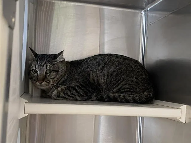 An adult large-sized male Domestic Short Hair cat named Zorro for adoption in Tustin, CA