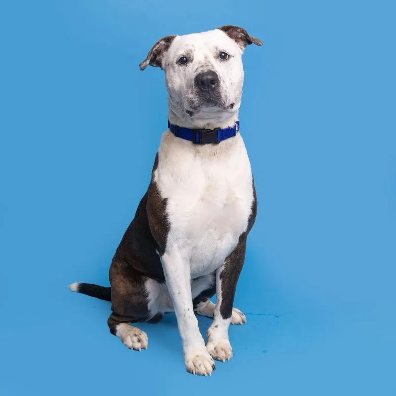 An adult large-sized male Black Mixed Breed dog named Bogey for adoption in Franklin, TN