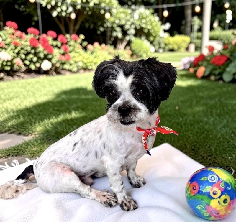 An adult small-sized male Black Shih Tzu dog named Dewey for adoption in Perry, IA