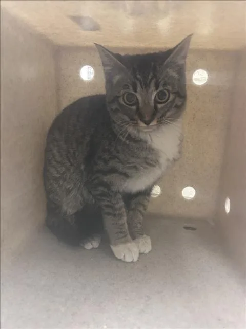 A baby small-sized female Domestic Short Hair cat named Clair for adoption in Santa Fe, NM