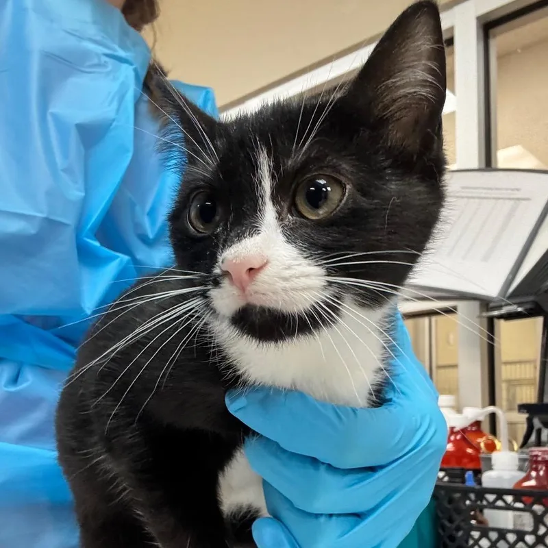 A baby small-sized female Black Domestic Short Hair cat named Pistachio for adoption in Birmingham, AL