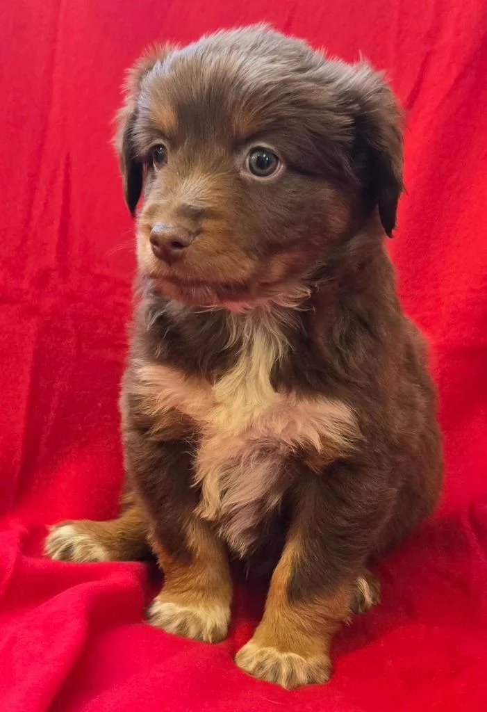 A baby medium-sized male Mixed Breed dog named Murphy for adoption in Murphysboro, IL