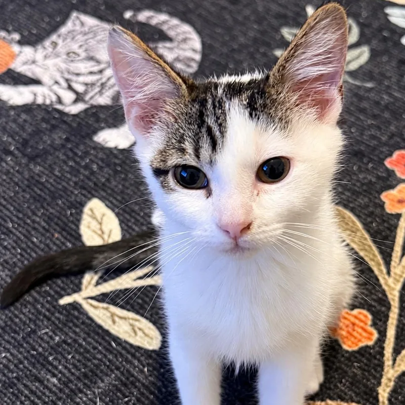 A baby small-sized male White Domestic Short Hair cat named Bruttus for adoption in Richmond, VA