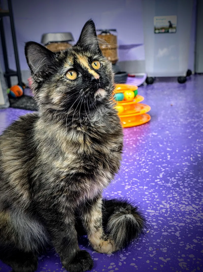 A baby medium-sized female Tortoiseshell Domestic Long Hair cat named Cita for adoption in Greensburg, PA
