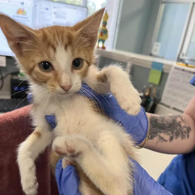 A baby small-sized male Domestic Short Hair cat named Yale for adoption in Greensboro, NC