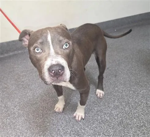 A young medium-sized female Pit Bull Terrier dog named Fionna for adoption in Los Angeles, CA