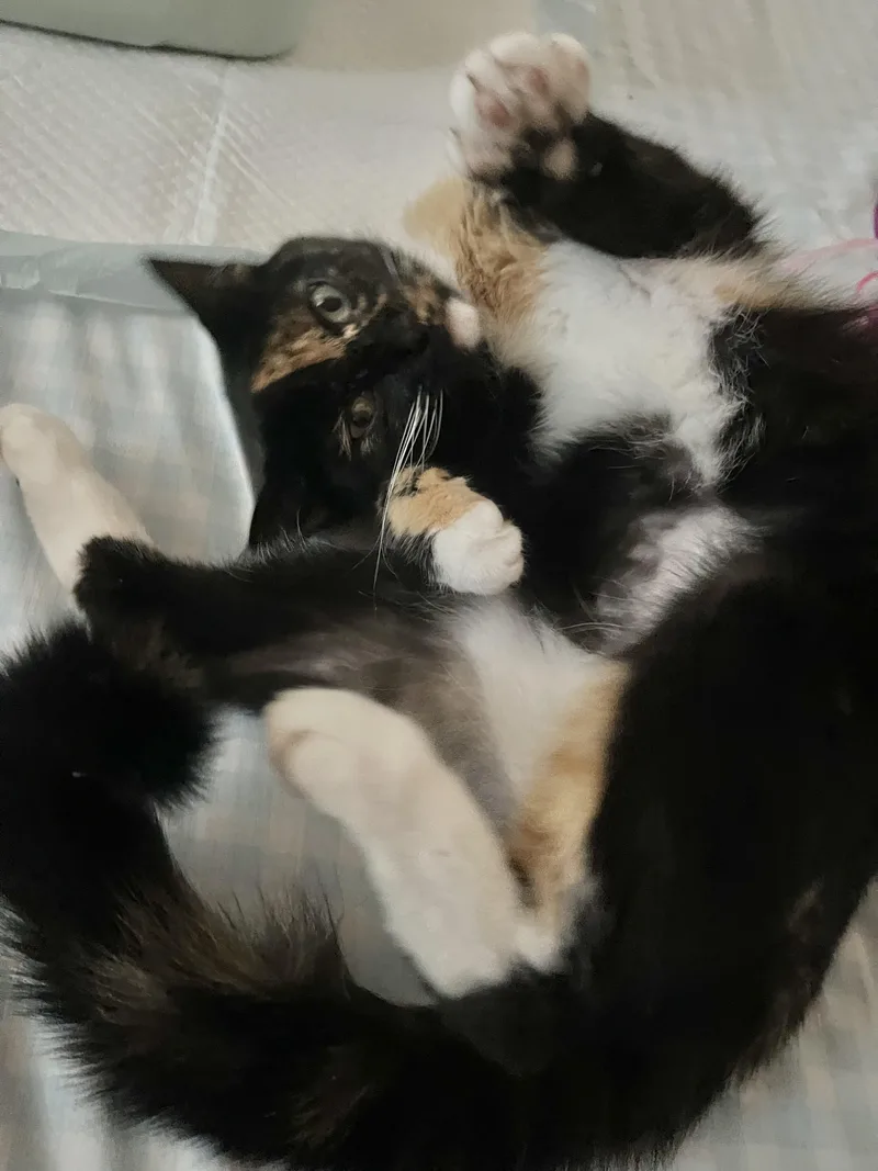 An adult medium-sized female Calico Domestic Short Hair cat named Luna for adoption in Saint Clair, MI