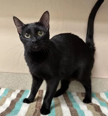 An adult small-sized female Domestic Short Hair cat named Penelope for adoption in Phoenix, AZ