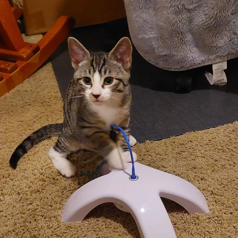 A baby small-sized male Gray / Blue / Silver Domestic Short Hair cat named Bo for adoption in Nampa, ID