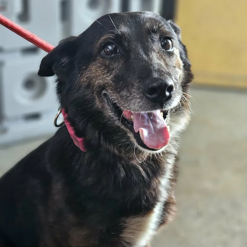 An adult medium-sized female Black Mixed Breed dog named TNGCStray for adoption in Pulaski, TN