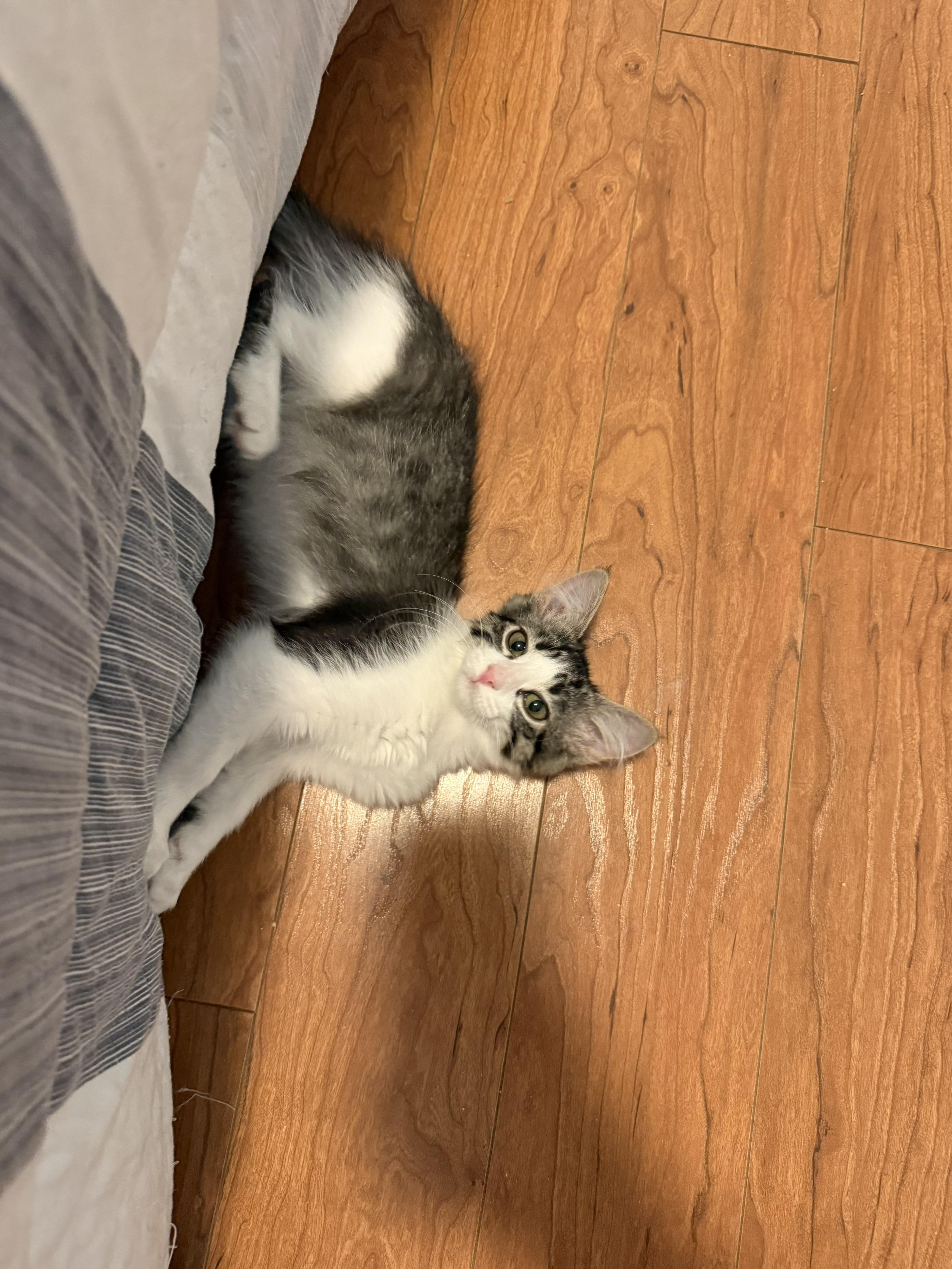 A young small-sized female Gray & White Domestic Medium Hair cat named Floyd for adoption in Tucson, AZ