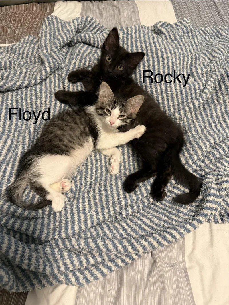 Floyd thumbnail 2