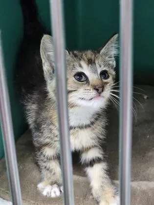 A baby medium-sized female Gray / Blue / Silver Domestic Short Hair cat named Maisy for adoption in Bedford, IN