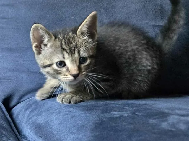 A baby small-sized female Domestic Short Hair cat named Crybaby for adoption in Forney, TX