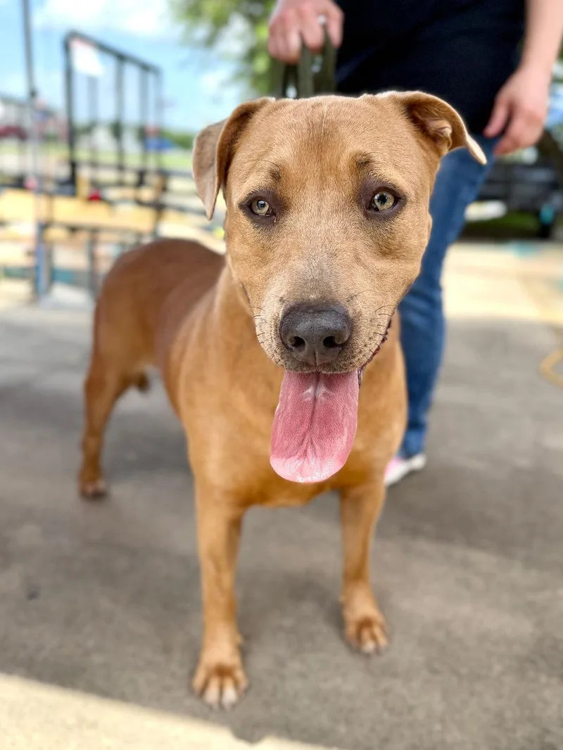 An adult medium-sized female Yellow / Tan / Blond / Fawn Mixed Breed dog named Sasha for adoption in Livingston, TX