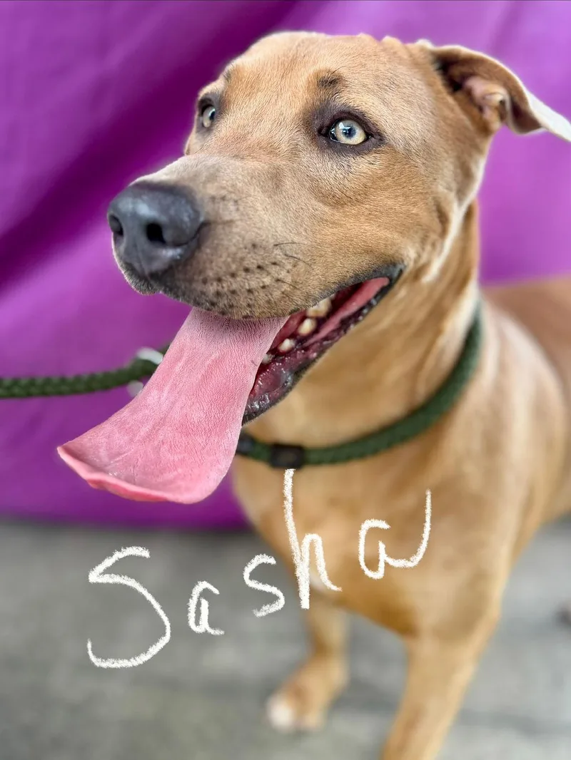 Sasha thumbnail 2