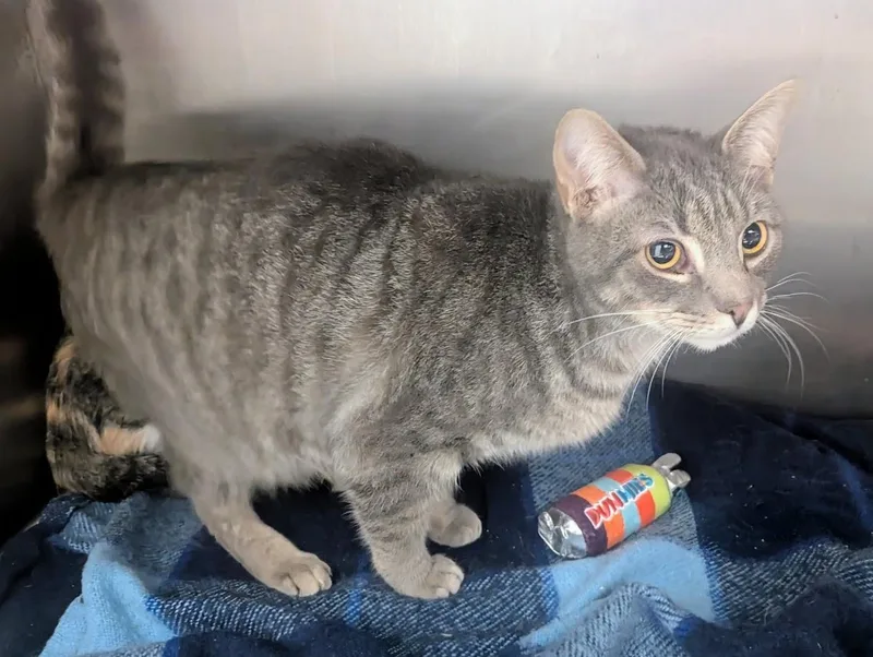 A young large-sized male Tabby (Gray / Blue / Silver) Domestic Short Hair cat named Sockum for adoption in Springfield, IL