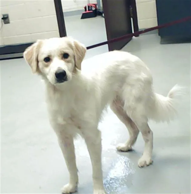 An adult large-sized female Golden Retriever dog named A for adoption in Fayetteville, NC