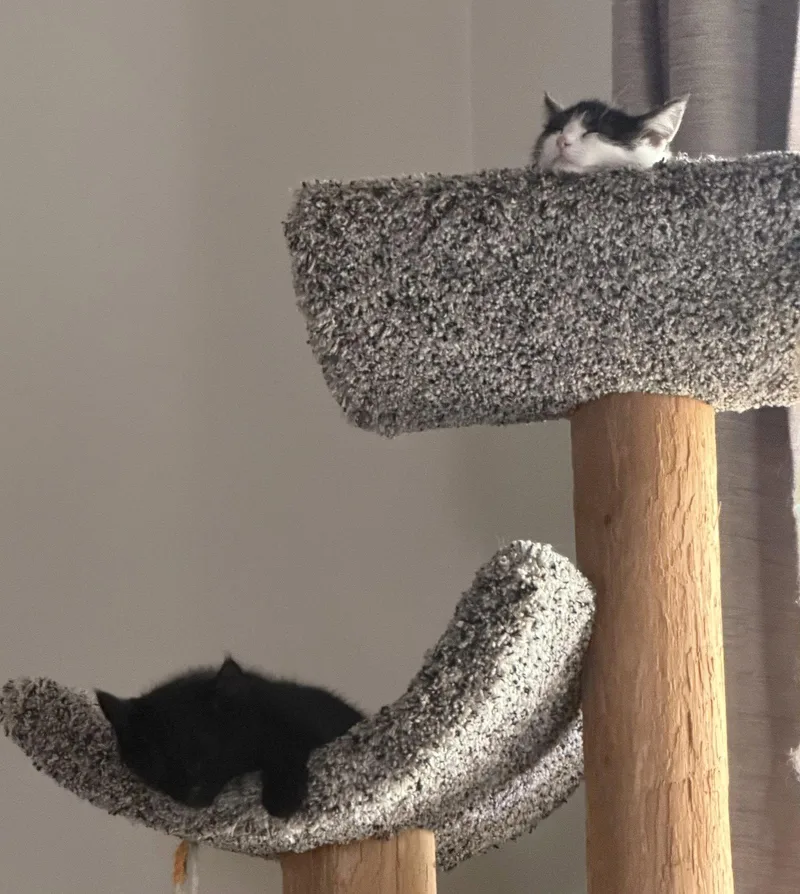 A baby medium-sized female Black & White / Tuxedo Domestic Short Hair cat named Juliet for adoption in Dublin, OH