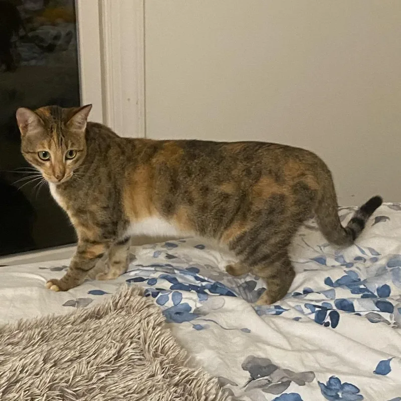 A young small-sized female Torbie Domestic Short Hair cat named Grace for adoption in Fairfax, VA