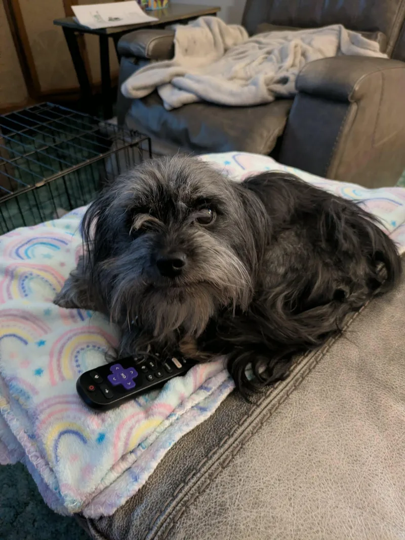 An adult small-sized male Mixed Breed dog named Brimley for adoption in Grand Forks, ND