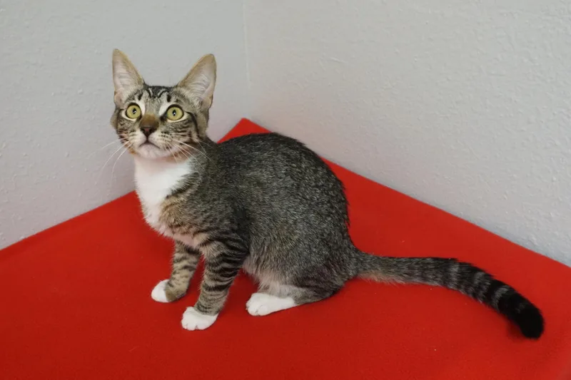 A young medium-sized male Domestic Short Hair cat named Sharky for adoption in Fountain Hills, AZ