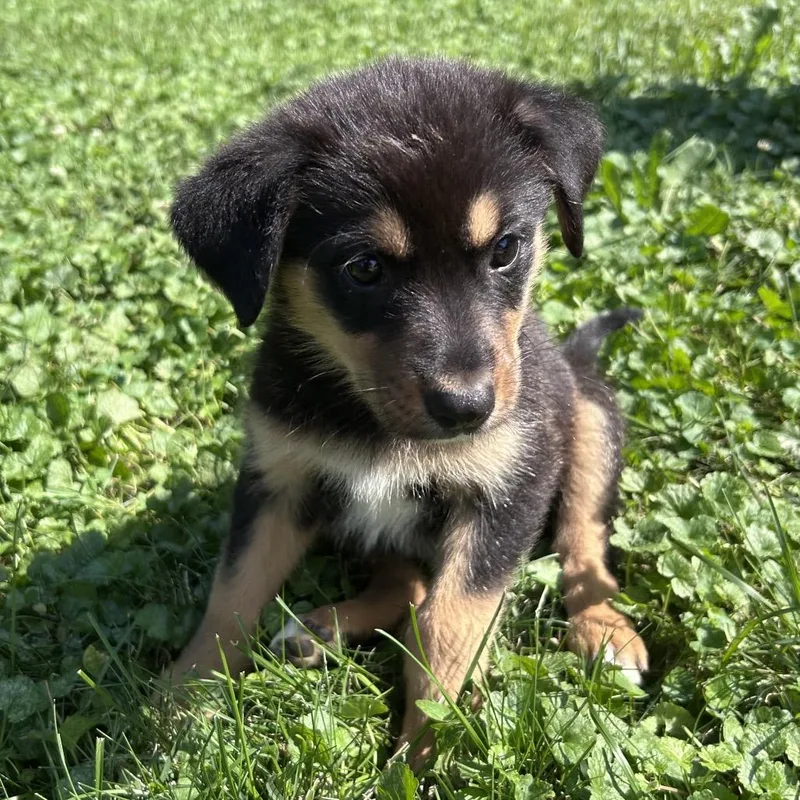 A baby small-sized female Black Mixed Breed dog named Pastrami for adoption in Buffalo, MN